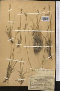 Festuca olgae (Regel) Krivot., Middle Asia, Pamir & Pamiro-Alai (M2) (Kyrgyzstan)