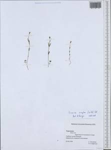 Linaria simplex (Willd.) DC., Middle Asia, Kopet Dag, Badkhyz, Small & Great Balkhan (M1) (Turkmenistan)