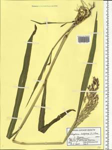 Sorghum halepense (L.) Pers., Eastern Europe, Central forest-and-steppe region (E6) (Russia)