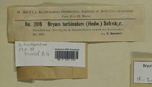 Ptychostomum turbinatum (Hedw.) J.R. Spence, Bryophytes, Bryophytes - Western Europe (BEu) (Germany)