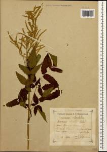 Aruncus dioicus var. kamtschaticus (Maxim.) Hara, Caucasus, Georgia (K4) (Georgia)