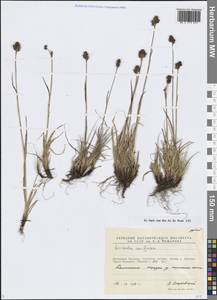 Luzula confusa Lindeb., Siberia, Chukotka & Kamchatka (S7) (Russia)