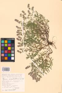 MHA 0 157 073, Thymus pannonicus All., Eastern Europe, Lower Volga region (E9) (Russia)