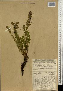 Dracocephalum fruticulosum Steph. ex Willd., Mongolia (MONG) (Mongolia)