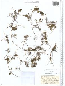 Ranunculus, Middle Asia, Northern & Central Tian Shan (M4) (Kyrgyzstan)