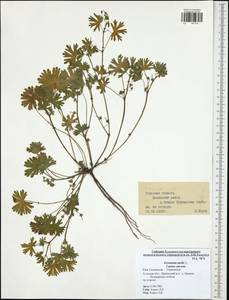 Geranium molle L., Eastern Europe, Central region (E4) (Russia)