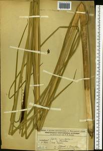Typha argoviensis Hausskn. ex Asch. & Graebn., Eastern Europe, Volga-Kama region (E7) (Russia)