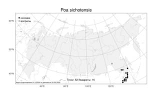 Poa sichotensis Prob., Atlas of the Russian Flora (FLORUS) (Russia)