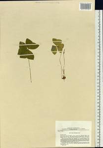 Oxalis obtriangulata Maxim., Siberia, Russian Far East (S6) (Russia)