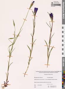 Gentiana triflora Pall., Siberia, Chukotka & Kamchatka (S7) (Russia)