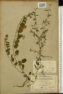 Convolvulus arvensis L., Eastern Europe, Belarus (E3a) (Belarus)