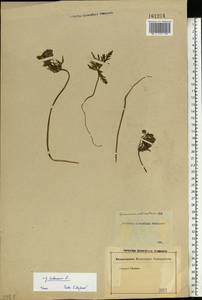 Geranium tuberosum L., Eastern Europe, Rostov Oblast (E12a) (Russia)