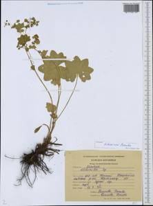 Alchemilla tichomirovii Czkalov, Eastern Europe, North-Western region (E2) (Russia)