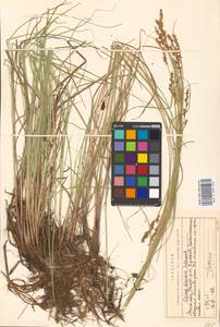 Carex diandra Schrank, Eastern Europe, Moscow region (E4a) (Russia)