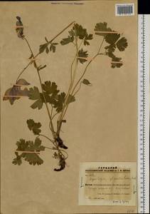Aquilegia glandulosa Fisch., Siberia, Altai & Sayany Mountains (S2) (Russia)