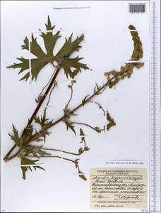 Aconitum lycoctonum subsp. lasiostomum (Rchb.) Warncke, Eastern Europe, North Ukrainian region (E11) (Ukraine)