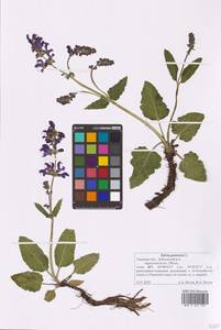 Salvia pratensis L., Eastern Europe, North-Western region (E2) (Russia)