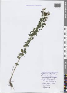 Hypericum tetrapterum Fr., Crimea (KRYM) (Russia)