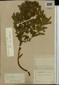 Euphorbia esula subsp. esula, Eastern Europe, Central forest region (E5) (Russia)