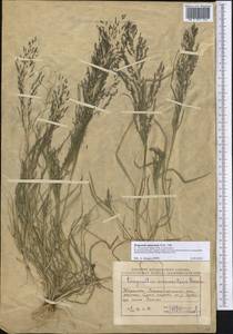 Eragrostis collina Trin., Middle Asia, Muyunkumy, Balkhash & Betpak-Dala (M9) (Kazakhstan)