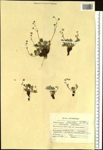 Potentilla sericea L., Siberia, Altai & Sayany Mountains (S2) (Russia)