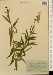 Digitalis ciliata Trautv., Caucasus, Stavropol Krai, Karachay-Cherkessia & Kabardino-Balkaria (K1b) (Russia)
