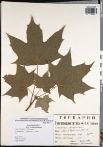 Acer platanoides L., Eastern Europe, Central region (E4) (Russia)