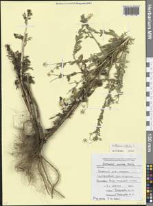 Anthemis cotula L., Caucasus, Abkhazia (K4a) (Abkhazia)