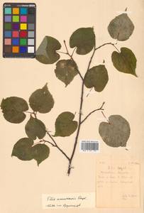 Tilia amurensis Rupr., Siberia, Russian Far East (S6) (Russia)