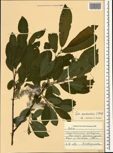 Salix pseudomedemii E. Wolf, Caucasus, North Ossetia, Ingushetia & Chechnya (K1c) (Russia)