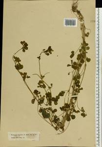 Medicago lupulina L., Eastern Europe, Moscow region (E4a) (Russia)