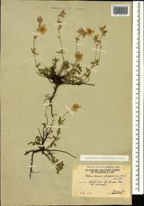 Helianthemum nummularium (L.) Mill., Caucasus, South Ossetia (K4b) (South Ossetia)