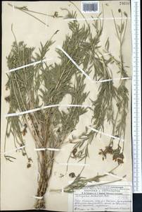 Astragalus arbuscula Pall., Middle Asia, Muyunkumy, Balkhash & Betpak-Dala (M9) (Kazakhstan)