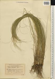 Stipa tirsa Steven, Eastern Europe, North Ukrainian region (E11) (Ukraine)