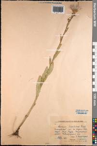 Cirsium alatum (S. G. Gmel.) Bobrov, Middle Asia, Northern & Central Kazakhstan (M10) (Kazakhstan)