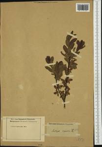 Salix caesia, Western Europe (EUR) (Not classified)