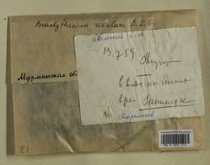 Brachythecium rivulare Schimp., Bryophytes, Bryophytes - Karelia, Leningrad & Murmansk Oblasts (B4) (Russia)