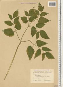 Ostericum palustre (Besser) Besser, Eastern Europe, Latvia (E2b) (Latvia)