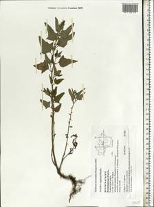 Atriplex sagittata Borkh., Eastern Europe, Central region (E4) (Russia)