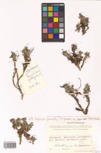 Oxytropis nigrescens var. nigrescens, Siberia, Chukotka & Kamchatka (S7) (Russia)