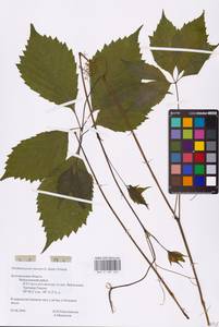 Parthenocissus quinquefolia (L.) Planch., Eastern Europe, Central forest-and-steppe region (E6) (Russia)