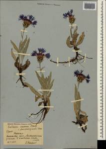 Centaurea fuscomarginata (K. Koch) Juz., Crimea (KRYM) (Russia)