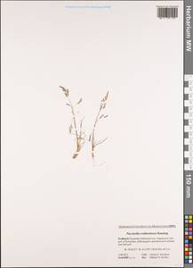 Puccinellia tenella (Lange) Holmb., Western Europe (EUR) (Svalbard and Jan Mayen)