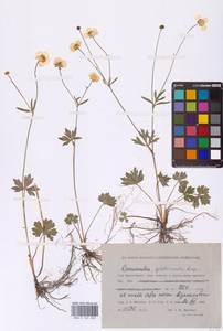 Ranunculus propinquus C.A.Mey., Siberia, Western Siberia (S1) (Russia)