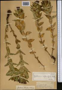 Gentiana septemfida subsp. septemfida, Middle Asia, Dzungarian Alatau & Tarbagatai (M5) (Kazakhstan)