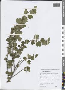 Ribes diacanthum Pall., Siberia, Baikal & Transbaikal region (S4) (Russia)