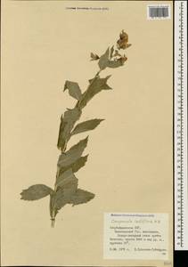 Campanula lactiflora M.Bieb., Caucasus, Azerbaijan (K6) (Azerbaijan)