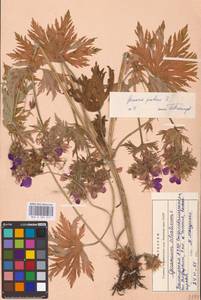 Geranium pratense L., Eastern Europe, Eastern region (E10) (Russia)