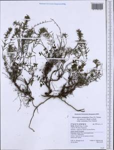 Micromeria graeca, Western Europe (EUR) (Italy)