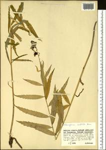 Adenophora sublata Kom., Siberia, Russian Far East (S6) (Russia)